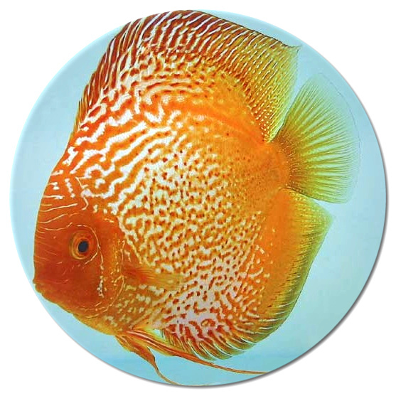 Yellow Dragon Discus Fish 2 Inch